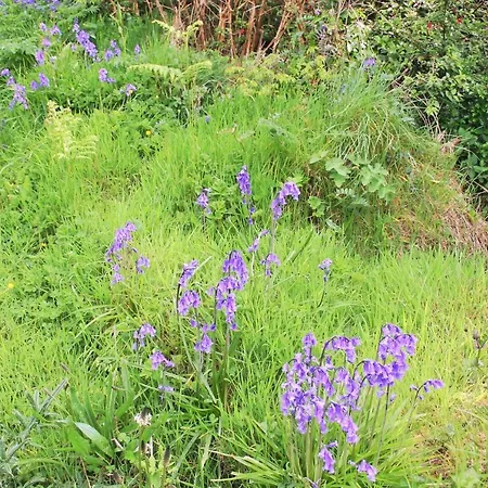 Bed & Breakfast Wild Atlantic View Inishowen Greencastle (Donegal)