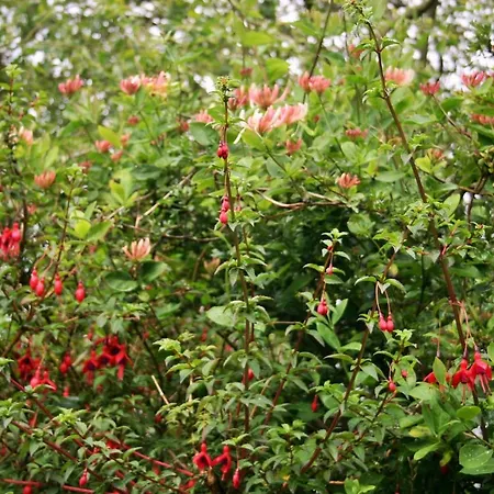 Bed and breakfast Wild Atlantic View Inishowen